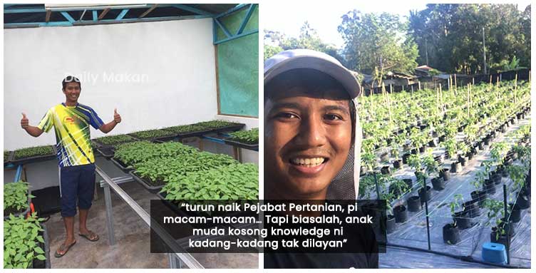 anak muda pengusaha ladang cili berjaya