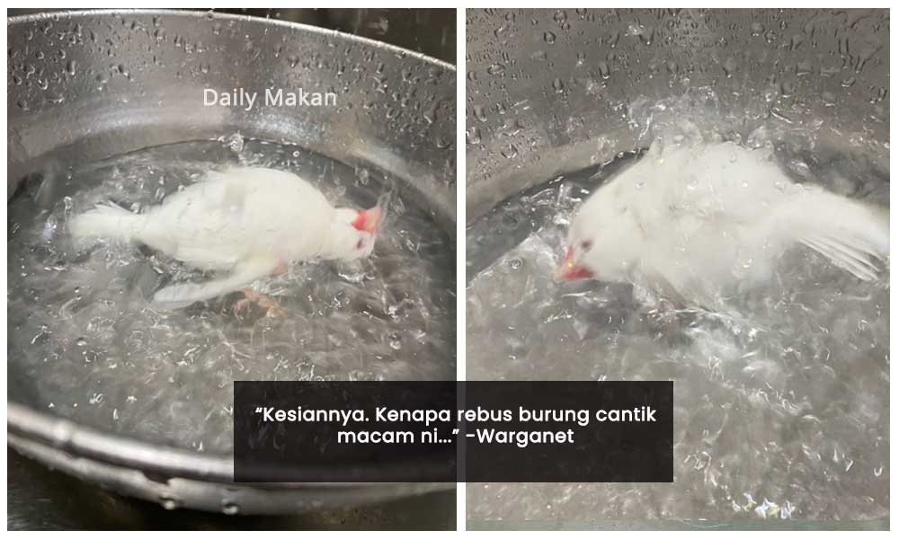 burung cantik sedang mandi