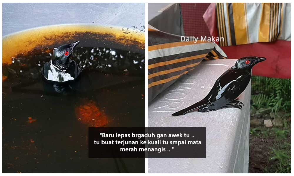 burung terjun dalam minyak