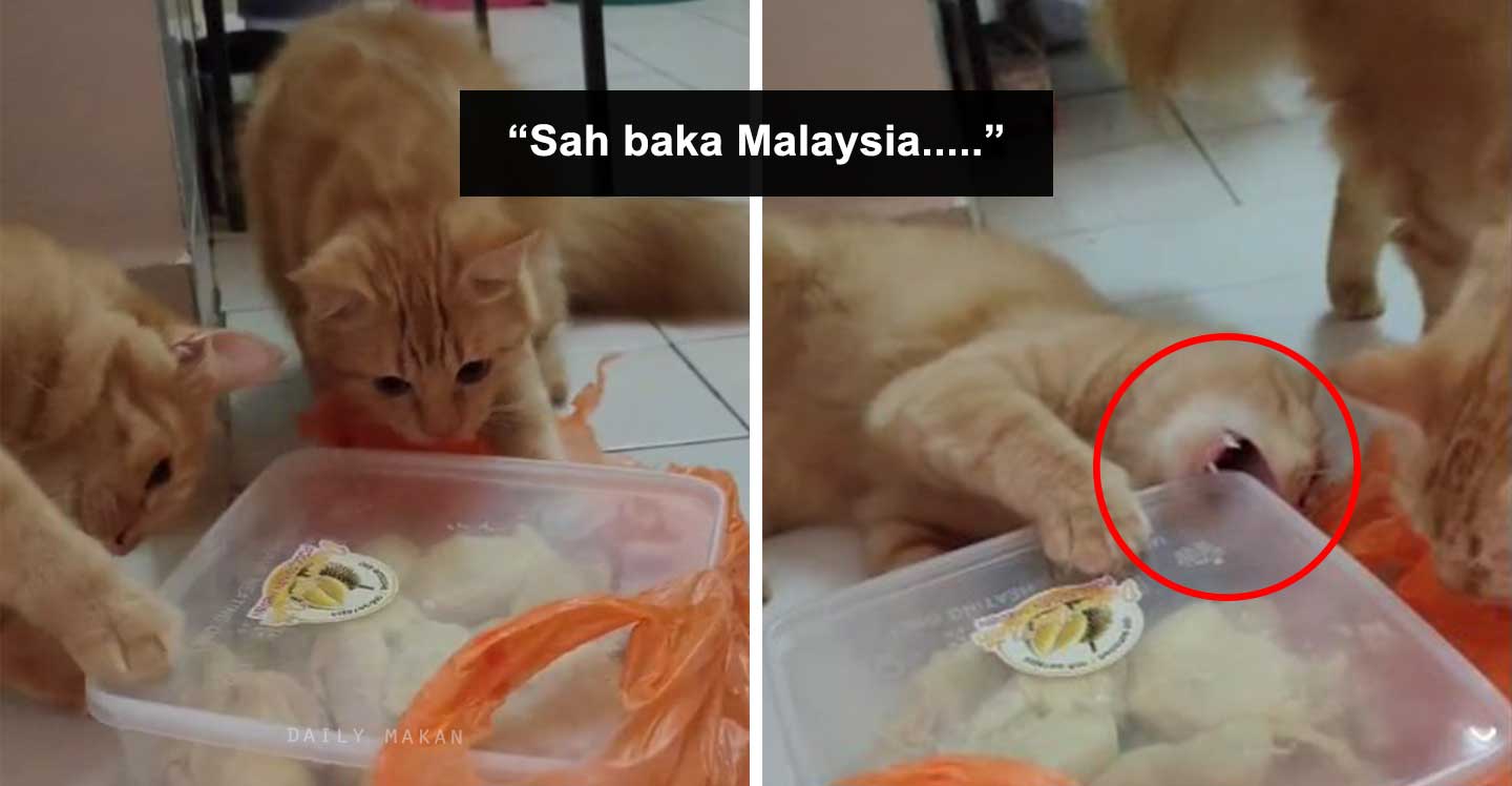 kucing makan durian