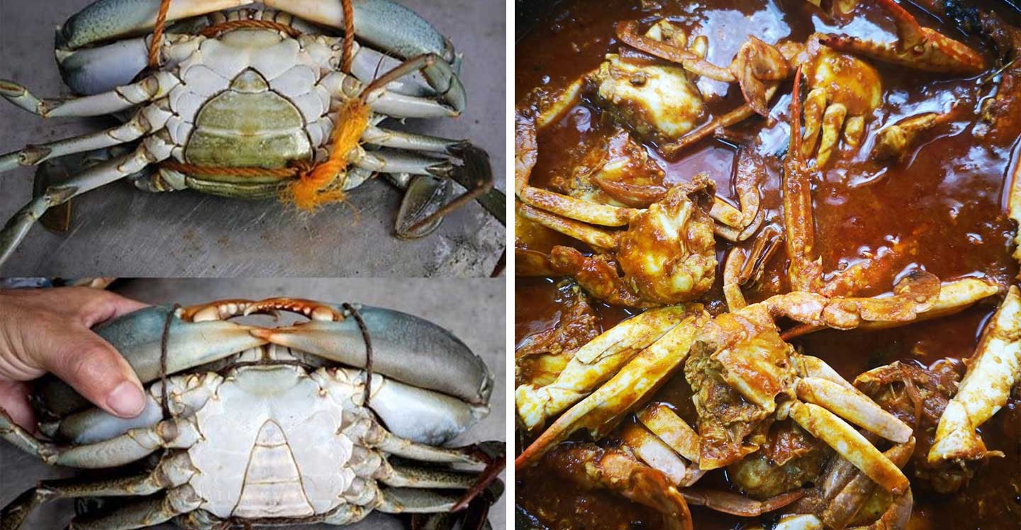 Tips Pilih Ketam