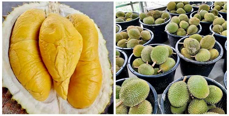 durian musang king