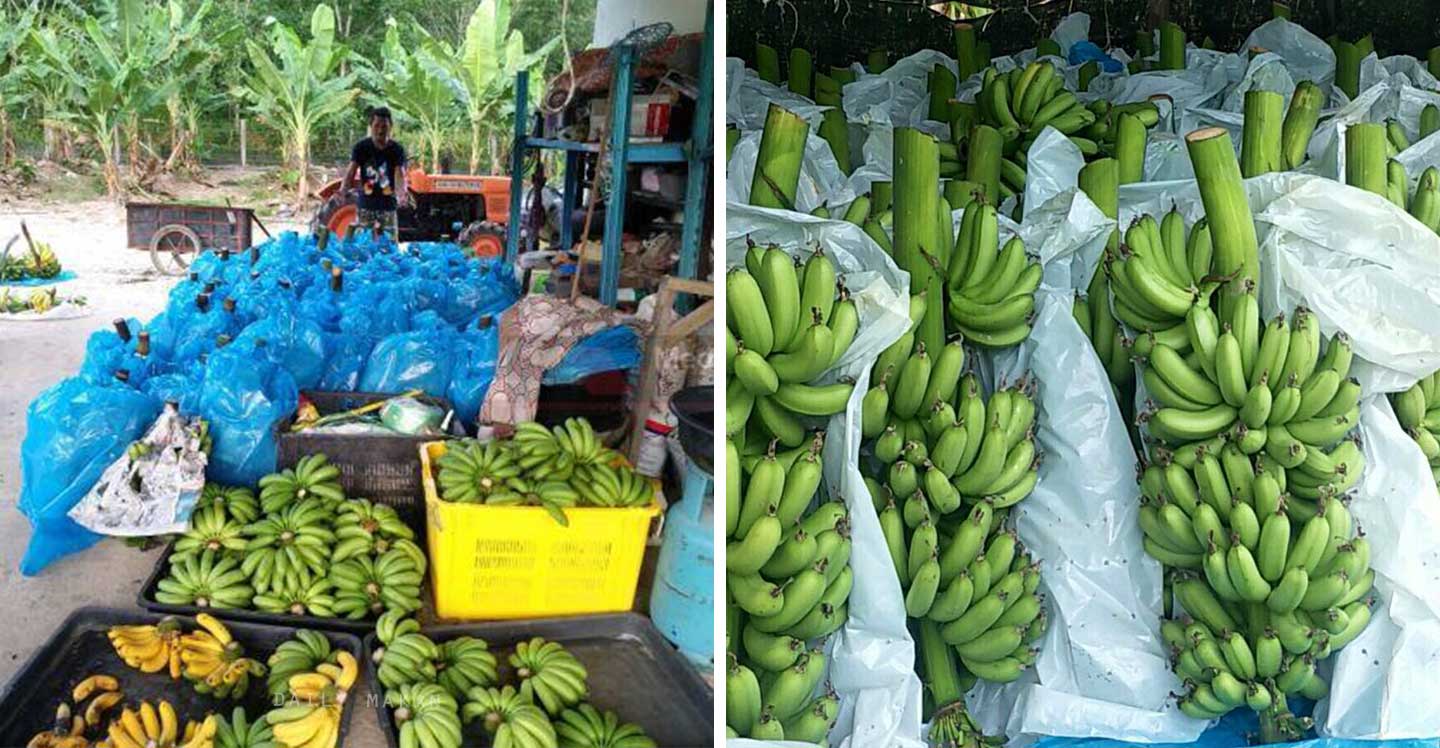 pisang berangan