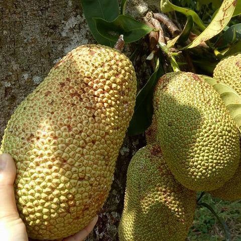 buah cempedak