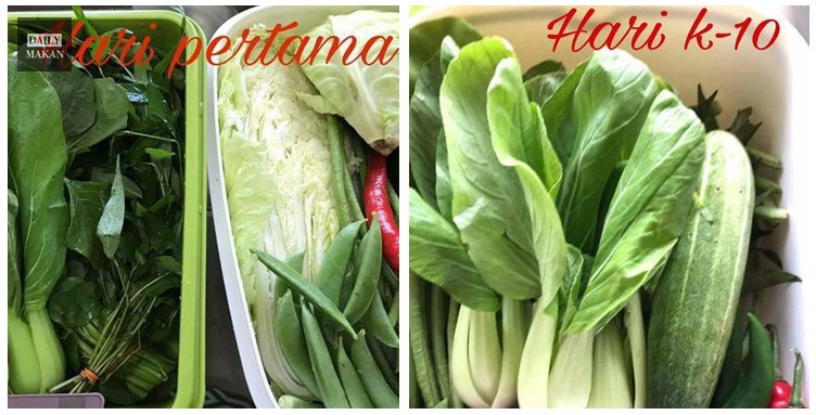 tips sayur kekal segar