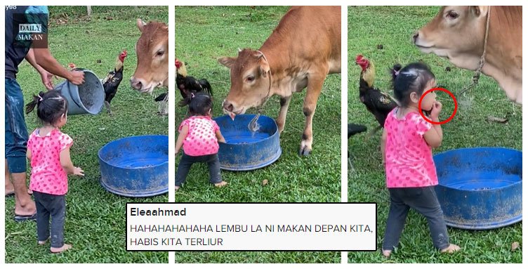 adik ini makan dedak lembu