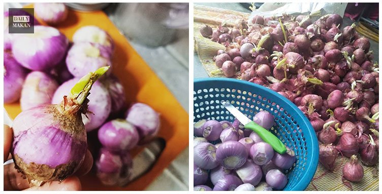 bawang merah bertunas boleh dimakan