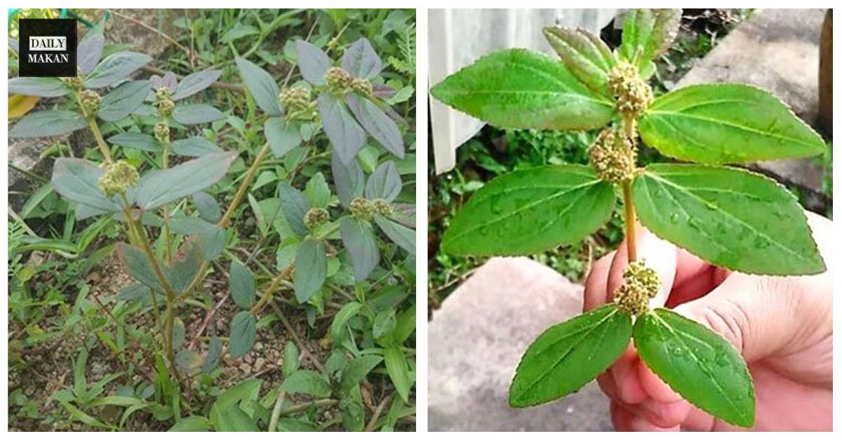 cara merawat strok dengan pokok susu nabi