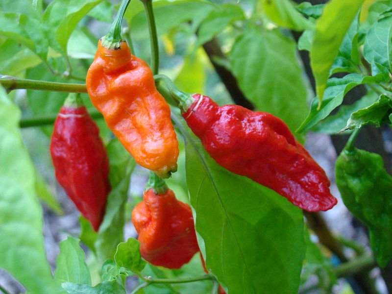 cili terpedas bhut