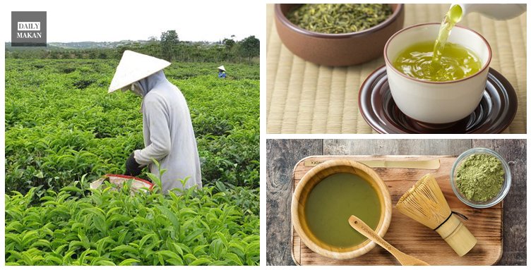 matcha dan teh hijau