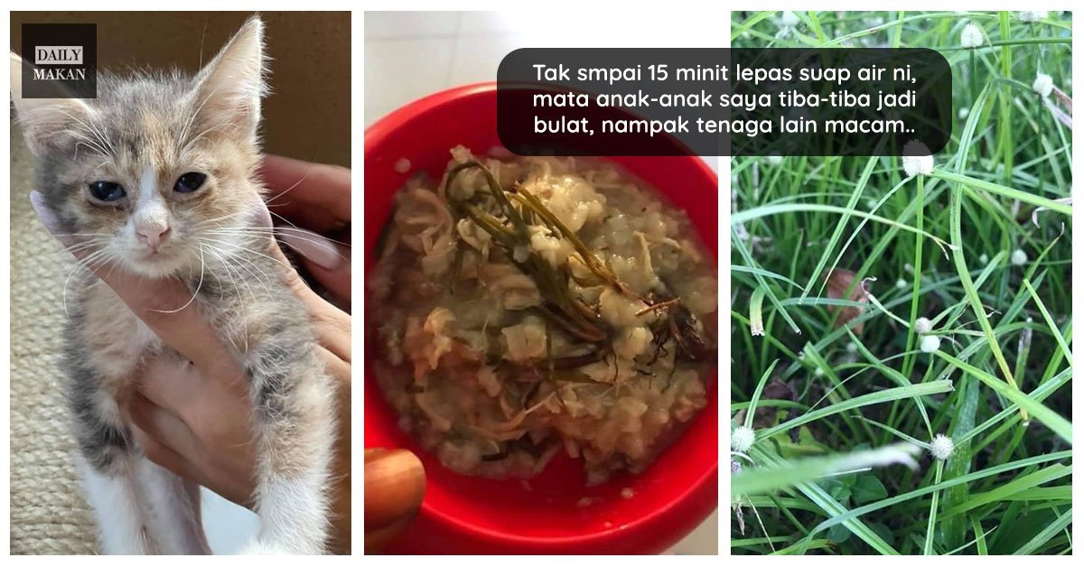 cara rawat kucing yang dijangkiti parvo