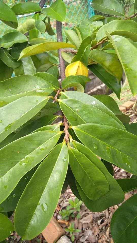 DAUN DURIAN BELANDA