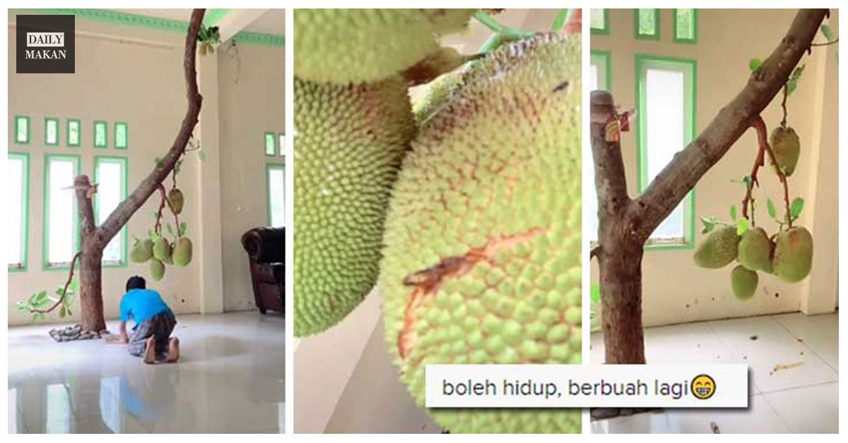 pokok nangka berbuah dalam rumah