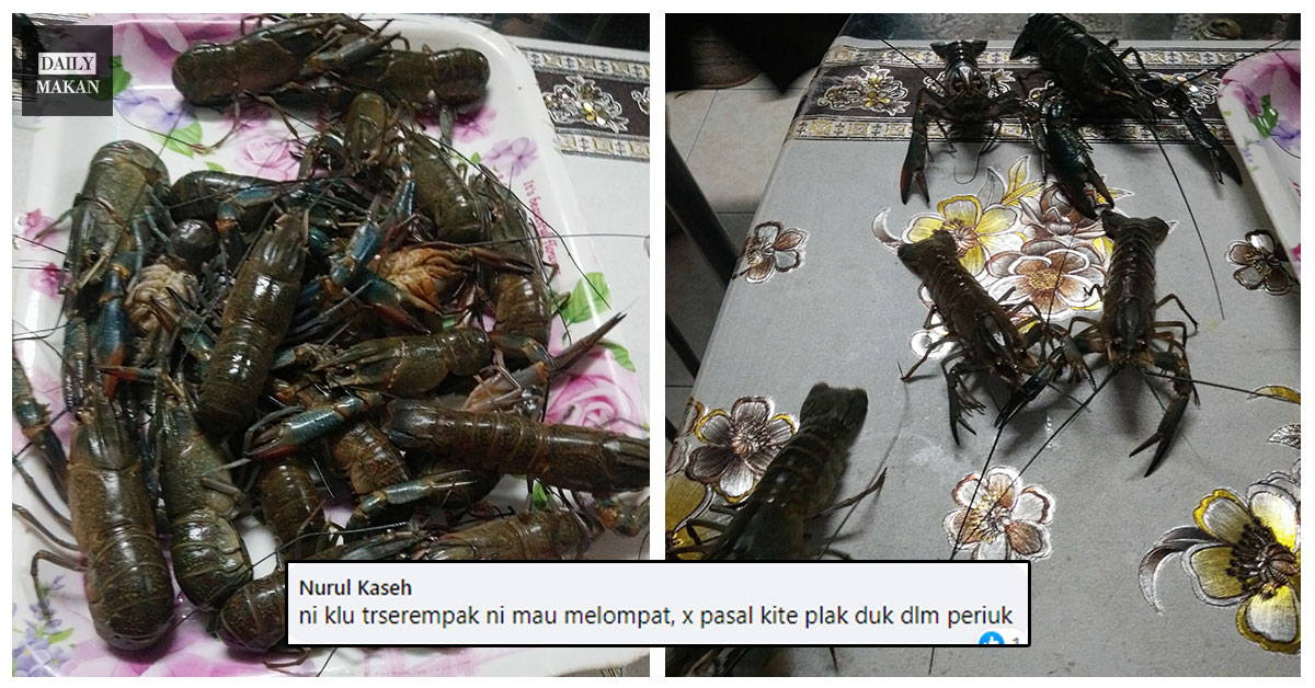 aksi kelakar lobster