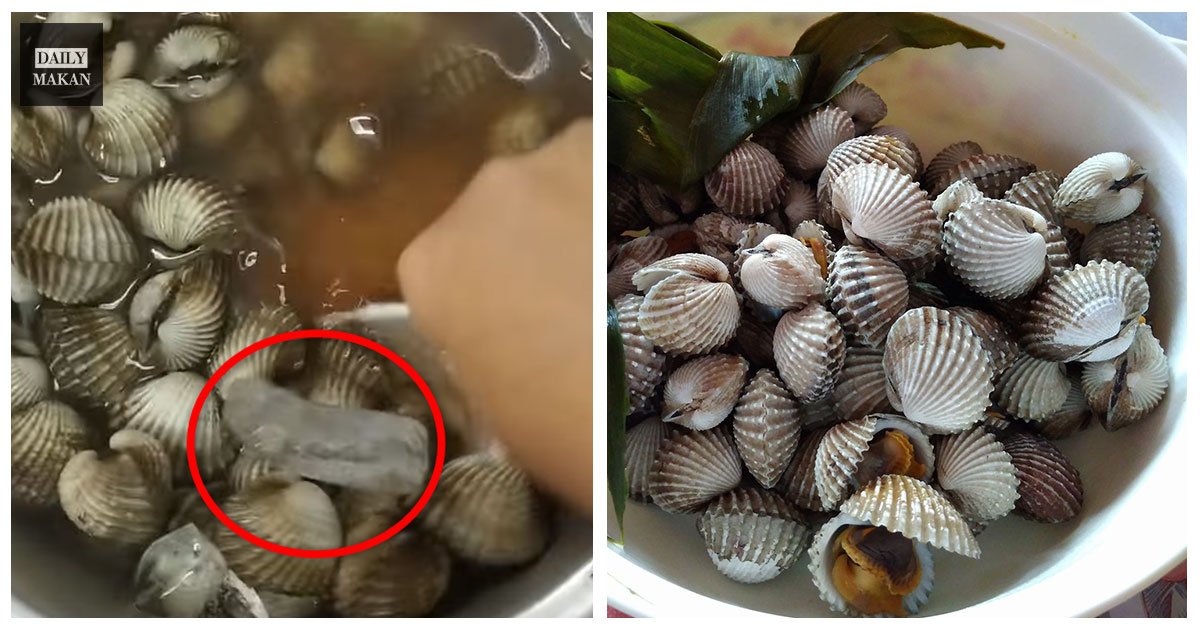 cara bersihkan kerang dengan ais dan garam