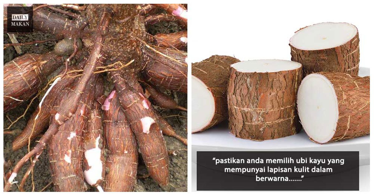 petua memilih ubi kayu