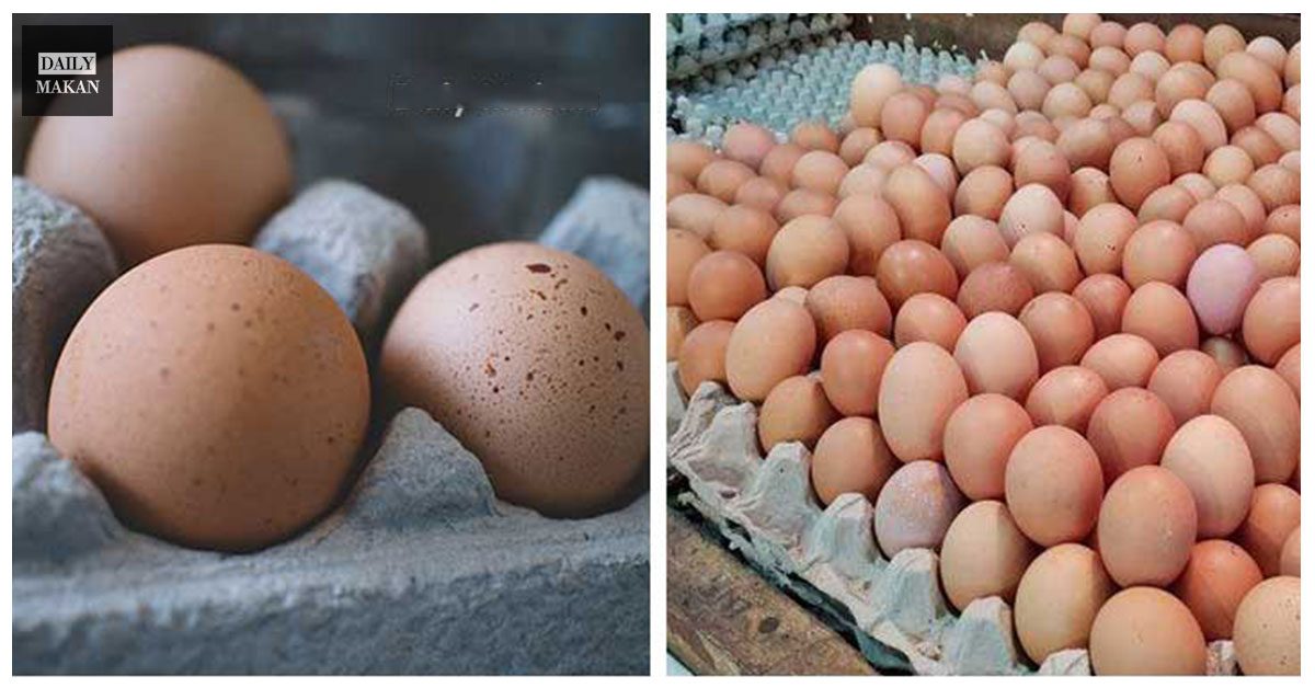 tips pemilihan telur ayam