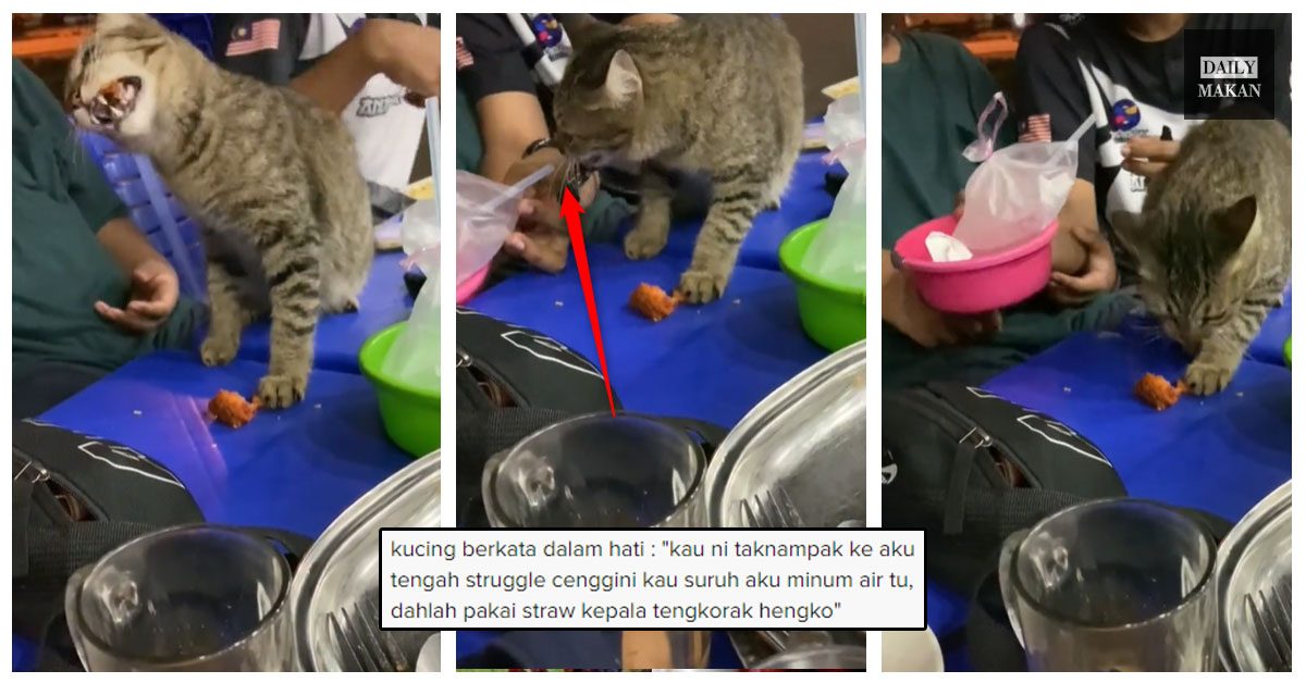 kucing tercekik lelaki hulurkan air