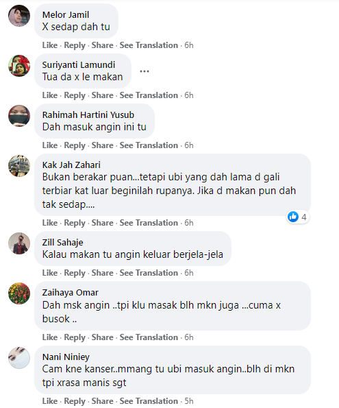 RUPA UBI KAYU