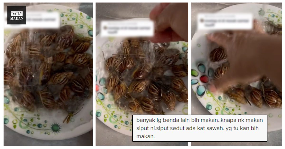 siput babi