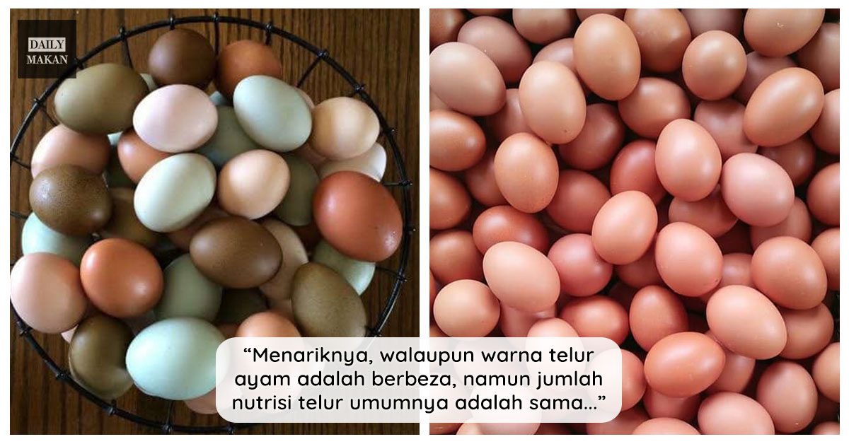 warna kulit telur ayam