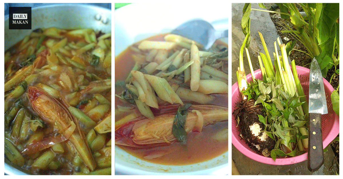 asam pedas keladi