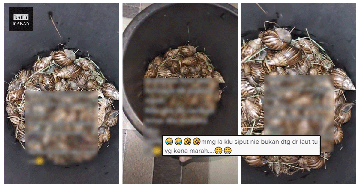 teringin makan siput