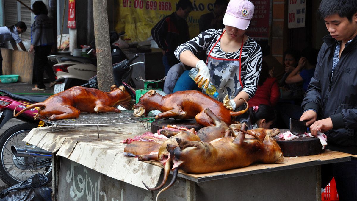 makan daging anjing