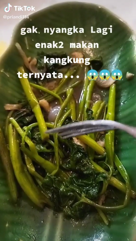 makan kangkung goreng