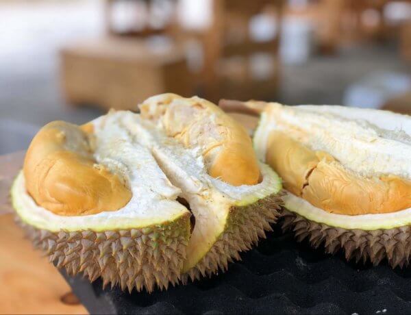 Musang King