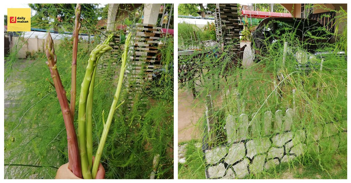 cara tanam asparagus