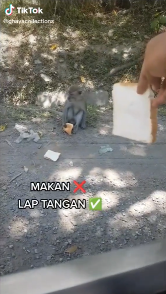 beri roti pada monyet