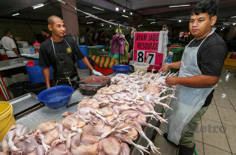 harga siling ayam