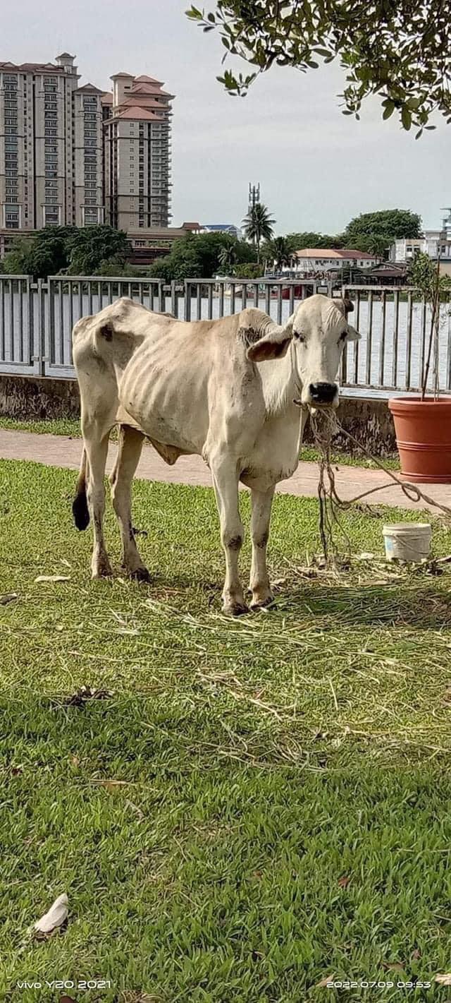 lembu kurus