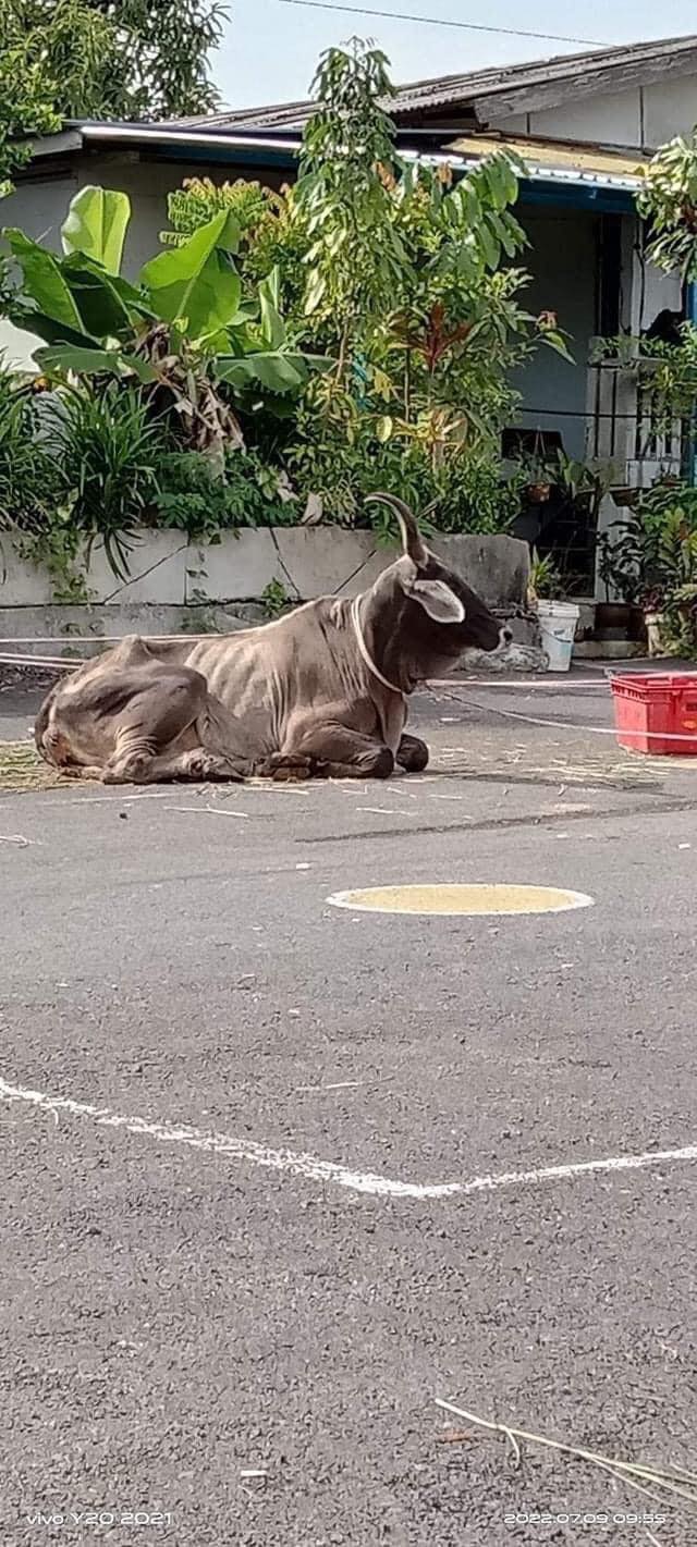 lembu kurus