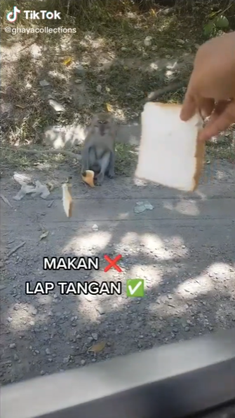 beri roti pada monyet