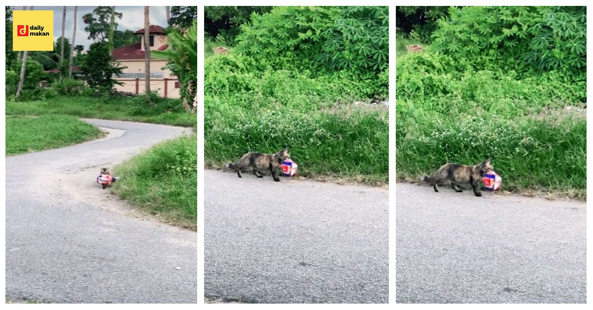 kucing curi roti gardenia