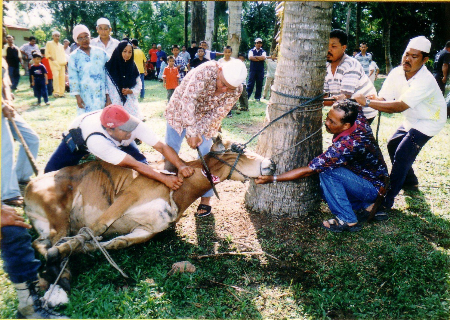 daging korban