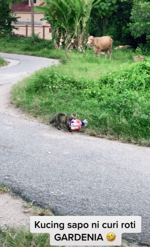 kucing curi roti gardenia