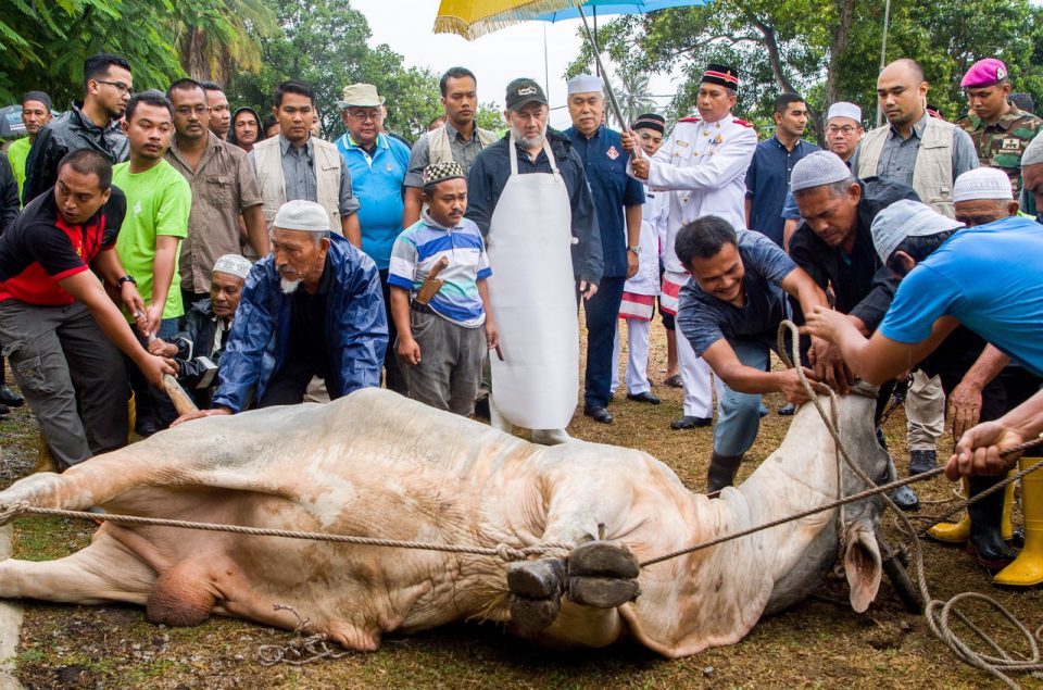 daging korban