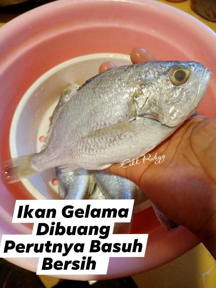 ikan gelama bekok