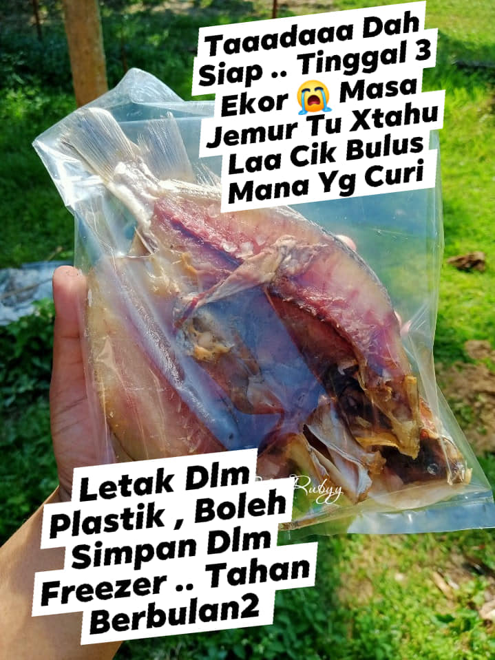 ikan gelama bekok