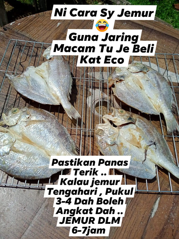 ikan gelama bekok