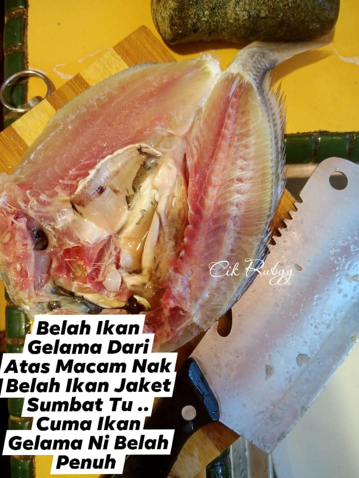 ikan gelama bekok