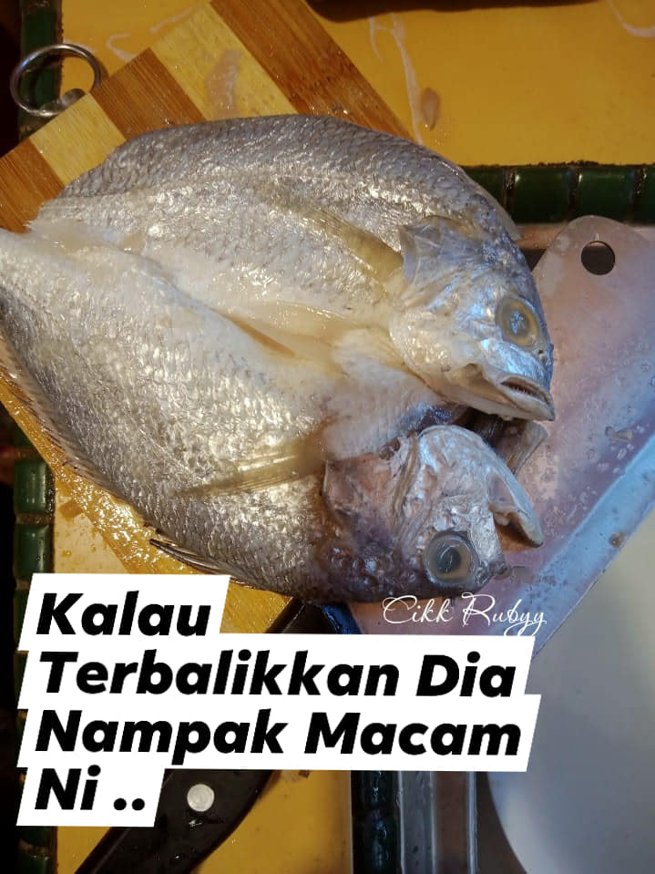 ikan gelama bekok