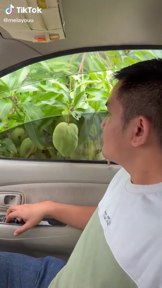 Cara Lain Untuk Ambil Buah Mangga