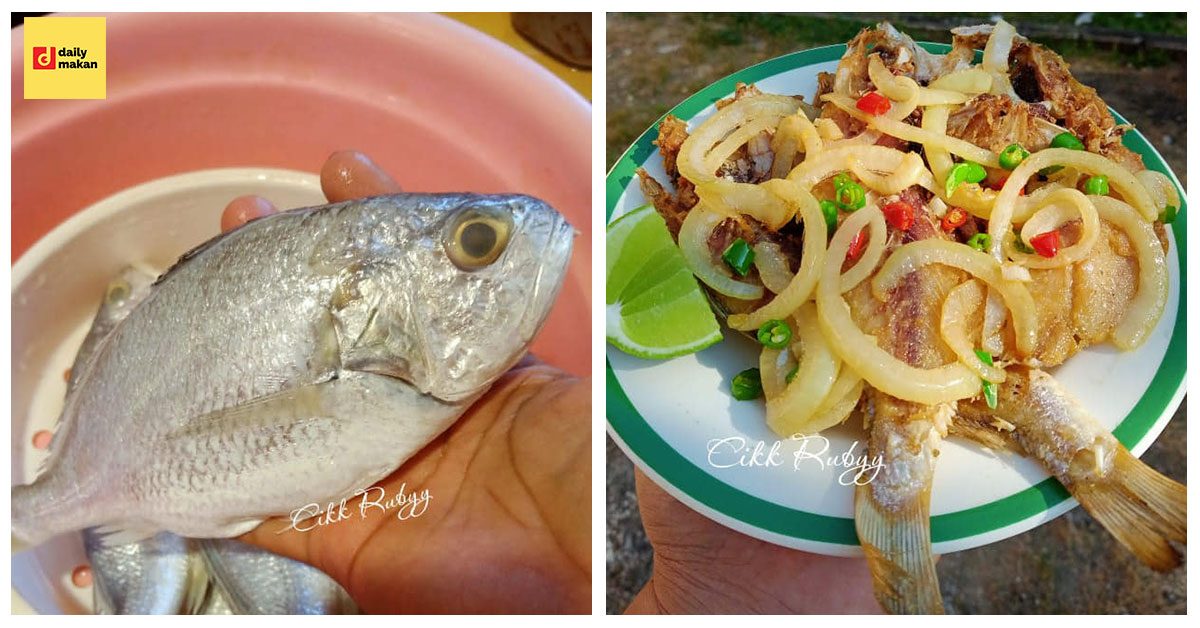 ikan gelama bekok