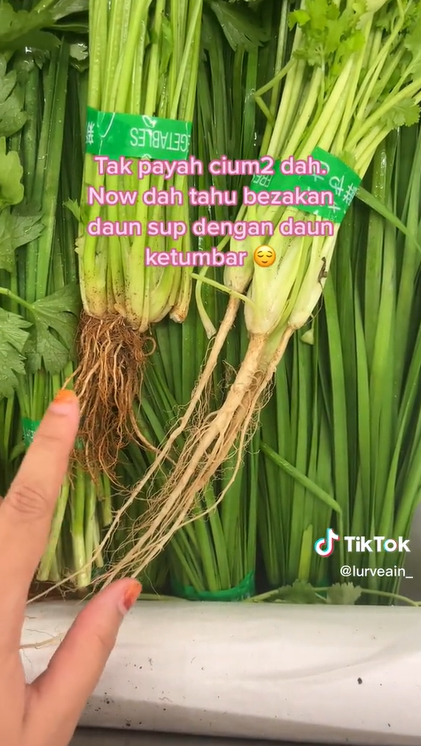 Beza Daun Sup Dengan Daun Ketumbar