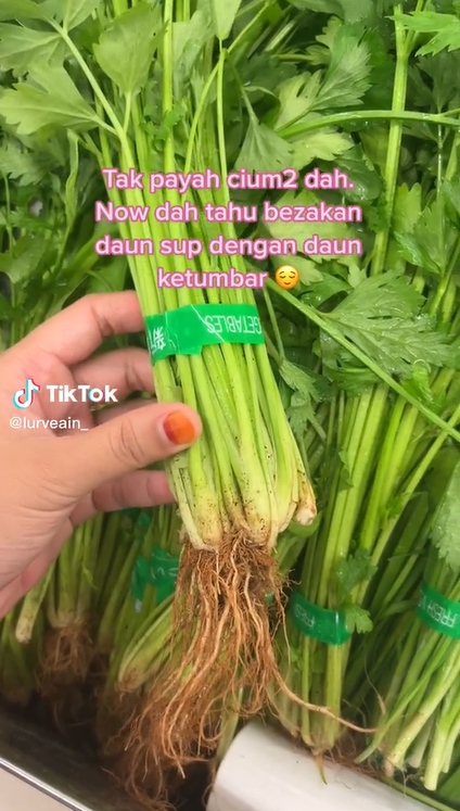 Beza Daun Sup Dengan Daun Ketumbar