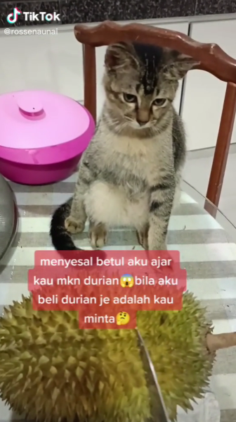 Kucing Perliharaan Makan Durian